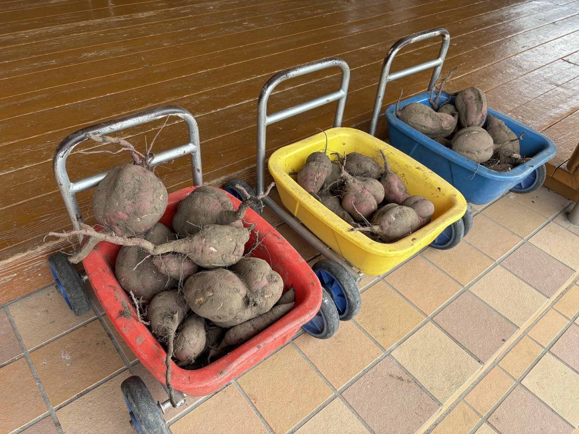 さつまいも掘り🍠
